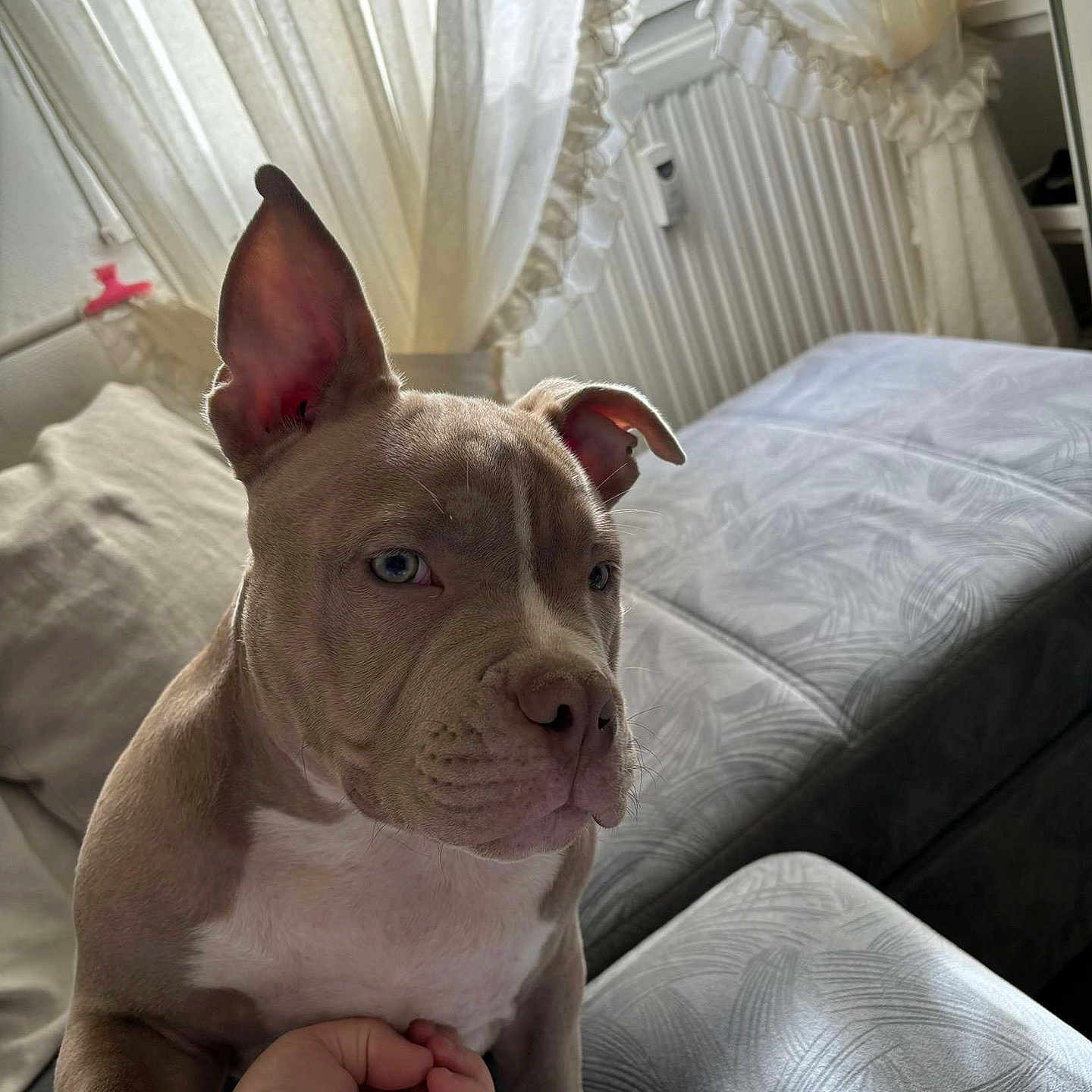 Tosa a rejoint le concours — aidez-le/la à gagner de superbes lots ! animal, bed, bedroom, blanket, bulldog, canine, canopybed, couch, cushion, dog, frenchbulldog, furniture, homedecor, indoors, interiordesign, pet, pitbull, puppy, room, snout