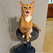 Chester is registered to the contest to win money with this photo: cat, orange_cat, white_paws, cat_tree, indoor, surprised_expression, whiskers, clapping_paws, tail, fur, pet, animal, domestic_cat, home_interior, kitchen_floor, shadow, wall, curious, sitting, playful