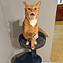 cat, orange_cat, white_paws, cat_tree, indoor, surprised_expression, whiskers, clapping_paws, tail, fur, pet, animal, domestic_cat, home_interior, kitchen_floor, shadow, wall, curious, sitting, playful