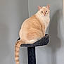 cat, feline, pet, animal, indoor, cat_tree, fluffy, cream_color, tail, sitting, looking, calm, furniture, home, gray_wall, domestic_cat, cute, soft, furry, portrait
