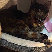 Cinnamon is registered to the contest to win money with this photo: animal, bed, bell, cat, collar, cozy, curious, cute, eyes, fur, indoor, knitted, paw, pet, relaxed, resting, soft, tongue, tortoiseshell, whiskers