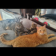 Marmalade joined the competition — help win amazing prizes! cat, tabby_cat, orange_cat, bed, blanket, indoor, furniture, television, curious, resting, pet, animal, cozy, window_light, domestic_cat, three_animals, tablecloth, poinsettia_pattern, household, relaxing