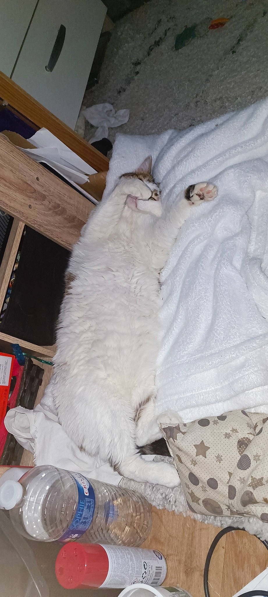 Nana participe au concours pour gagner de l'argent avec cette photo : canidae, carnivore, cat, comfort, companion_dog, dog_breed, domestic_short_haired_cat, duvet, felidae, fur, hardwood, linens, pattern, paw, room, small_to_medium_sized_cats, sporting_group, tail, whiskers, wood