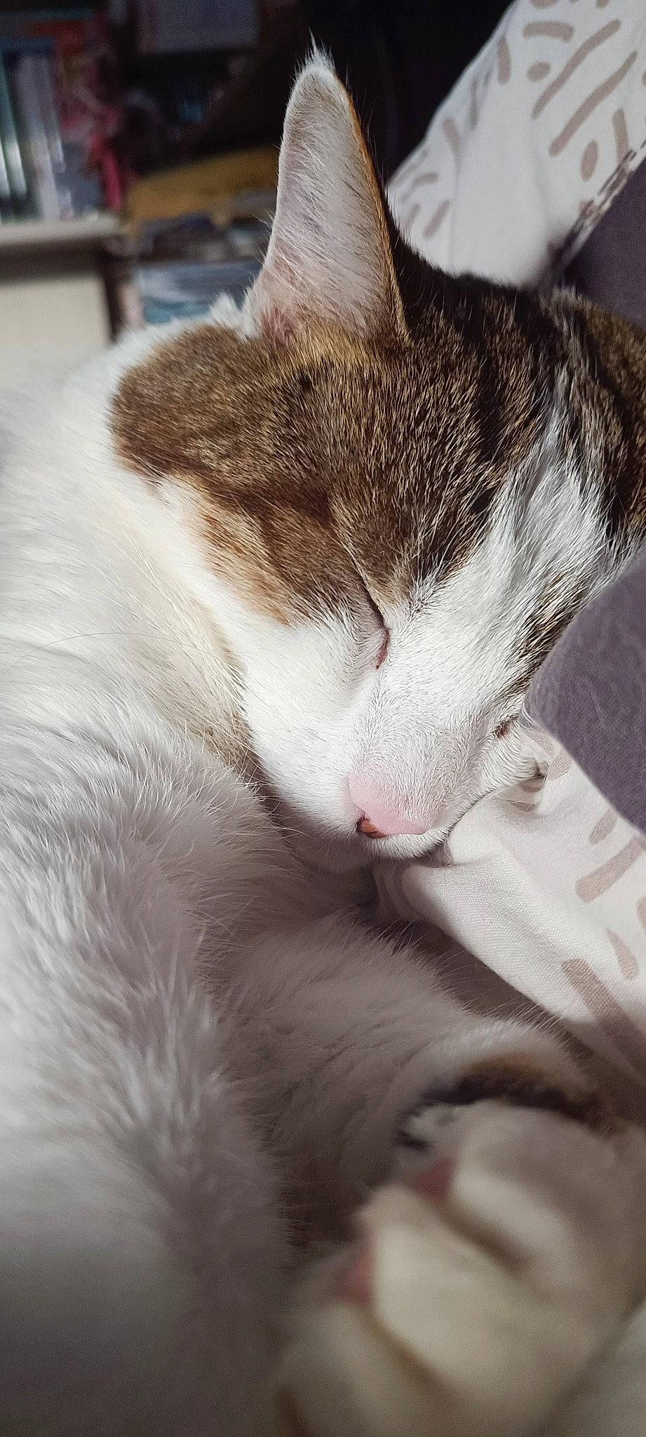 Nana a rejoint le concours — aidez-le/la à gagner de superbes lots ! carnivore, cat, claw, comfort, domestic_short_haired_cat, felidae, fur, nap, paw, sleep, small_to_medium_sized_cats, tail, whiskers