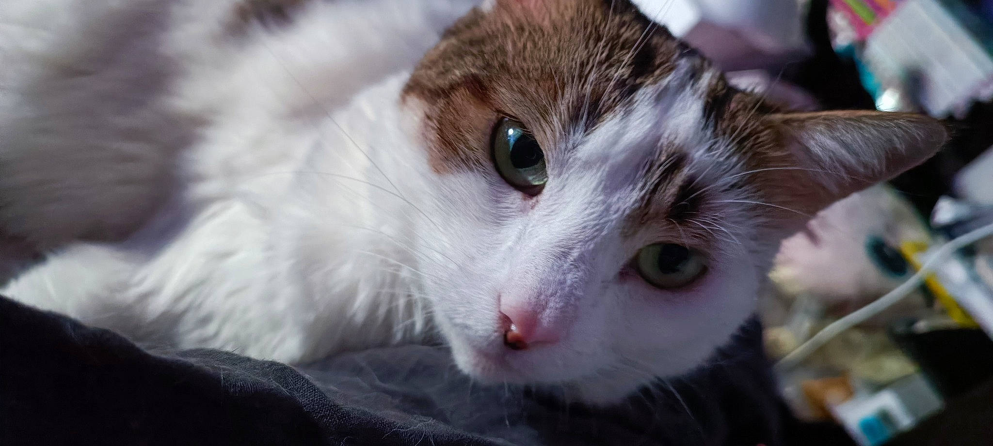 Nana participe au concours pour gagner de l'argent avec cette photo : carnivore, cat, domestic_short_haired_cat, felidae, fur, small_to_medium_sized_cats, whiskers