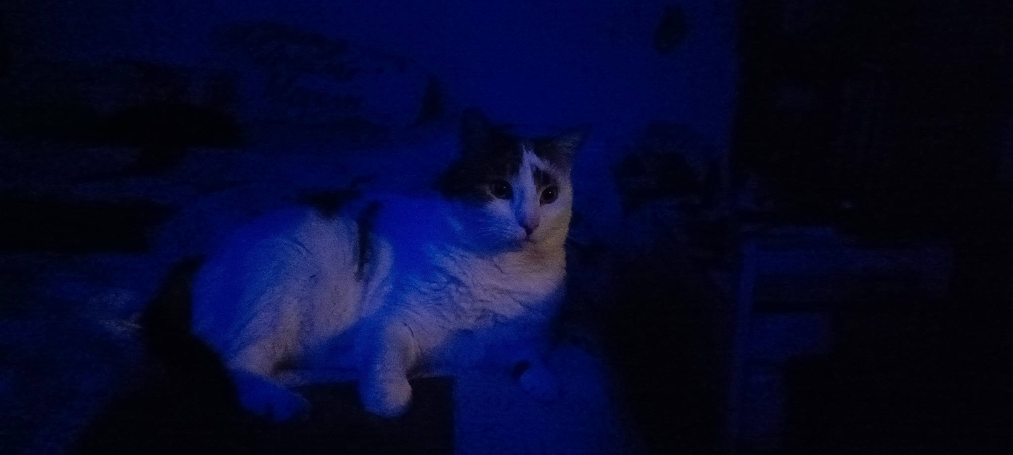 Nana a rejoint le concours — aidez-le/la à gagner de superbes lots ! blue, cat, cloud, darkness, electric_blue, evening, event, felidae, freezing, fur, midnight, night, sky, small_to_medium_sized_cats, tail, whiskers, winter