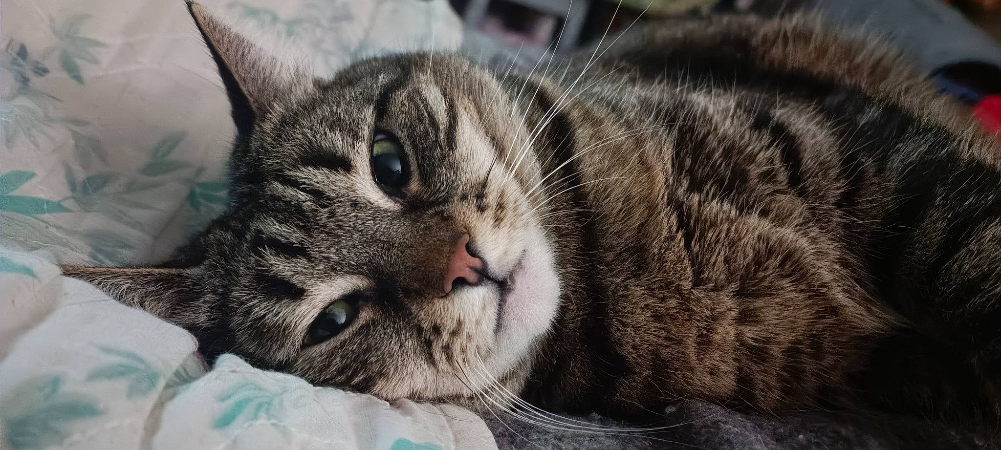 Kira a rejoint le concours — aidez-le/la à gagner de superbes lots ! carnivore, cat, cat_supply, claw, comfort, domestic_short_haired_cat, felidae, fur, grass, nap, paw, small_to_medium_sized_cats, snout, terrestrial_animal, whiskers, wildlife