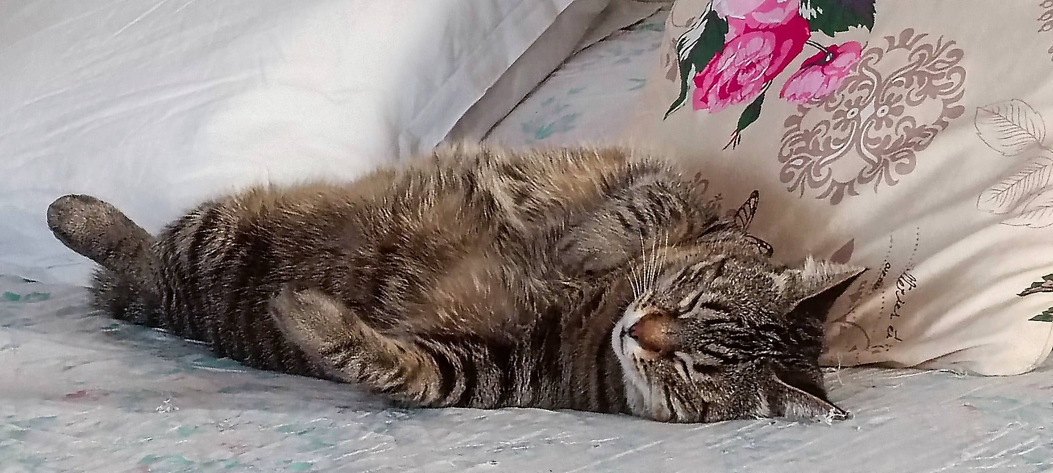 Kira participe au concours pour gagner de l'argent avec cette photo : art, carnivore, cat, cat_bed, claw, comfort, domestic_short_haired_cat, felidae, fur, grey, nap, paw, sleep, small_to_medium_sized_cats, snout, snow, tail, terrestrial_animal, whiskers, wildlife