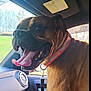 Zeus joined the competition — help win amazing prizes! dog, boxer, car_interior, tongue_out, happy, pet, leash, collar, window, dashboard, green_background, daylight, animal, canine, vehicle, seat, close_up, smiling, indoor, transportation