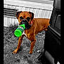 Zeus is registered to the contest to win money with this photo: dog, brown_dog, bottle, green_bottle, outdoor, grass, vehicle_door, black_and_white_background, playful, pet, canine, collar, sidewalk, yard, fun, animal, standing, curious, domestic_animal, muzzle