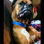 dog, boxer, blue_collar, pet, indoor, couch, blanket, fur, animal, relaxed, seated, brown, white_markings, closeup, portrait, canine, domestic_animal, companion, household, furniture