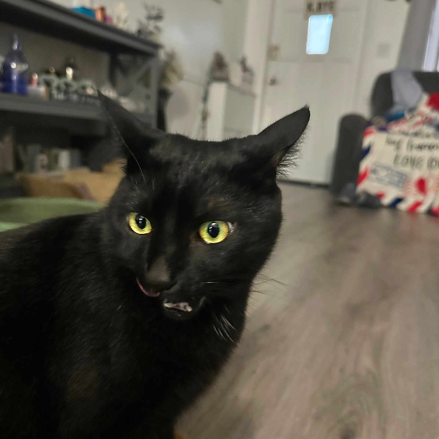 Mocha is registered to the contest to win money with this photo: animal, background_blur, black_cat, cat, closeup, curious, cute, domestic_cat, ears, floor, furniture, head, household, indoor, licking, living_room, mammal, pet, whiskers, yellow_eyes