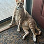 animal, cat, collar, curious, domestic, door, doormat, floor, fur, indoor, mammal, natural_light, orange_tabby, paws, pet, relaxed, sitting, tail, whiskers, window