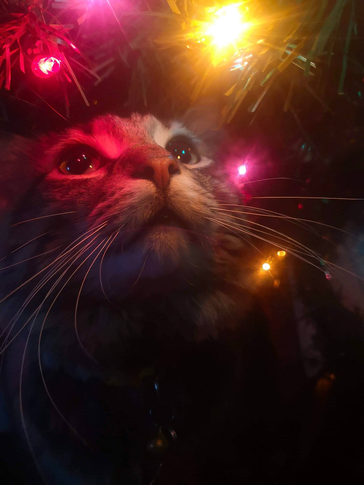 Ollie Peaslee is registered to the contest to win money with this photo: beard, carnivore, cat, darkness, event, facial_hair, felidae, flash_photography, fur, hair, heat, holiday, lens_flare, light, midnight, night, small_to_medium_sized_cats, snout, space, whiskers
