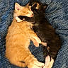 Baby Alice joined the competition — help win amazing prizes! kitten, cat, sleeping, snuggling, cute, feline, pets, animal, fluffy, adorable, cozy, blanket, resting, young, domestic, fur, paw, friendship, comfort, cuddle