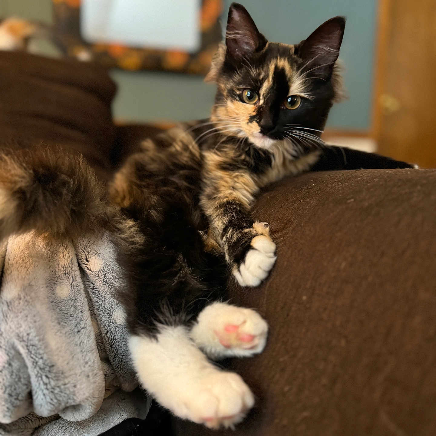 Baby Alice is registered to the contest to win money with this photo: cat, kitten, tortoiseshell, feline, pet, indoor, couch, blanket, fur, whiskers, paws, relaxed, cozy, animal, mammal, home, domestic, cute, resting, portrait