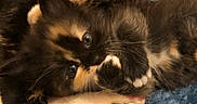 Baby Alice is registered to the contest to win money with this photo: kitten, cat, tortoiseshell, paw, fur, blue_blanket, close_up, cute, pet, animal, whiskers, sleepy, soft, feline, small, young, cozy, resting, indoor, domestic