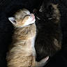 Baby Alice is registered to the contest to win money with this photo: kitten, cat, sleeping, cuddle, fur, black_blanket, orange_cat, white_cat, pet, animal, cute, tiny, closeup, resting, adorable, companion, cozy, soft, young, peaceful