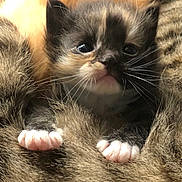 Baby Alice is registered to the contest to win money with this photo: kitten, cat, furry, close_up, cute, animal, pet, paws, whiskers, fur, small, young, mammal, face, adorable, resting, cozy, feline, domestic_cat, sleepy