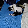 cat, black_and_white_cat, bed, blue_sheet, pillow, blanket, linen, sleeping, curled, paw, fur, pet, indoor, resting, cozy, bedding, nightstand, electronics, clothing, room