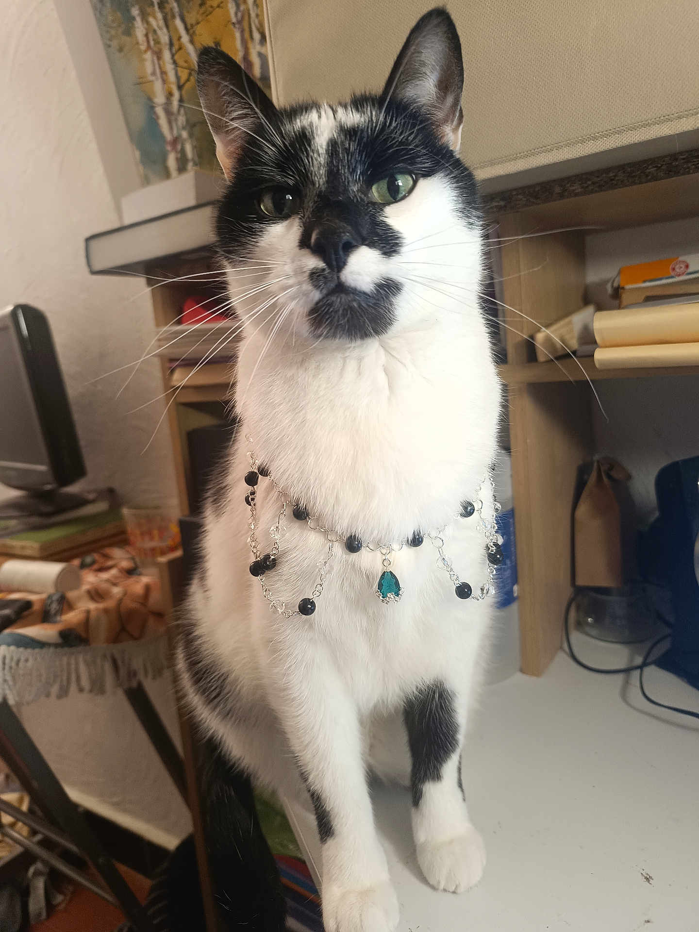 Natsu participe au concours pour gagner de l'argent avec cette photo : cat, black_and_white_cat, pet, necklace, jewelry, whiskers, green_eyes, paws, ears, fur, indoor, desk, shelf, books, monitor, cords, sitting, portrait, close_up, curious