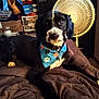 dog, bandana, bed, indoor, fan, shelf, black_and_white, pet, animal, cozy, relaxed, paw_prints, furniture, household_items, portrait, cute, domestic, companion, resting, canine