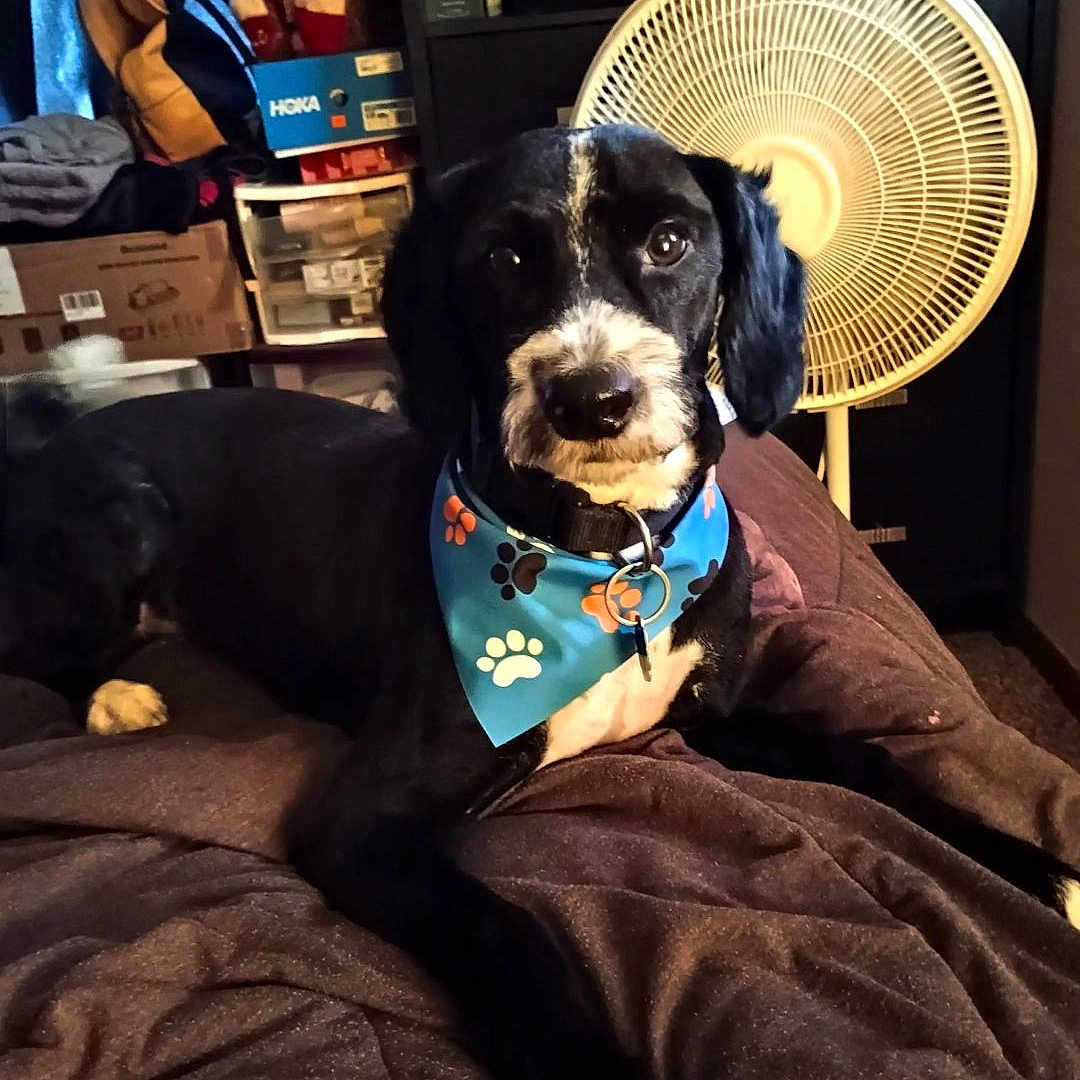 Dee is registered to the contest to win money with this photo: animal, bandana, bed, black_and_white, canine, companion, cozy, cute, dog, domestic, fan, furniture, household_items, indoor, paw_prints, pet, portrait, relaxed, resting, shelf