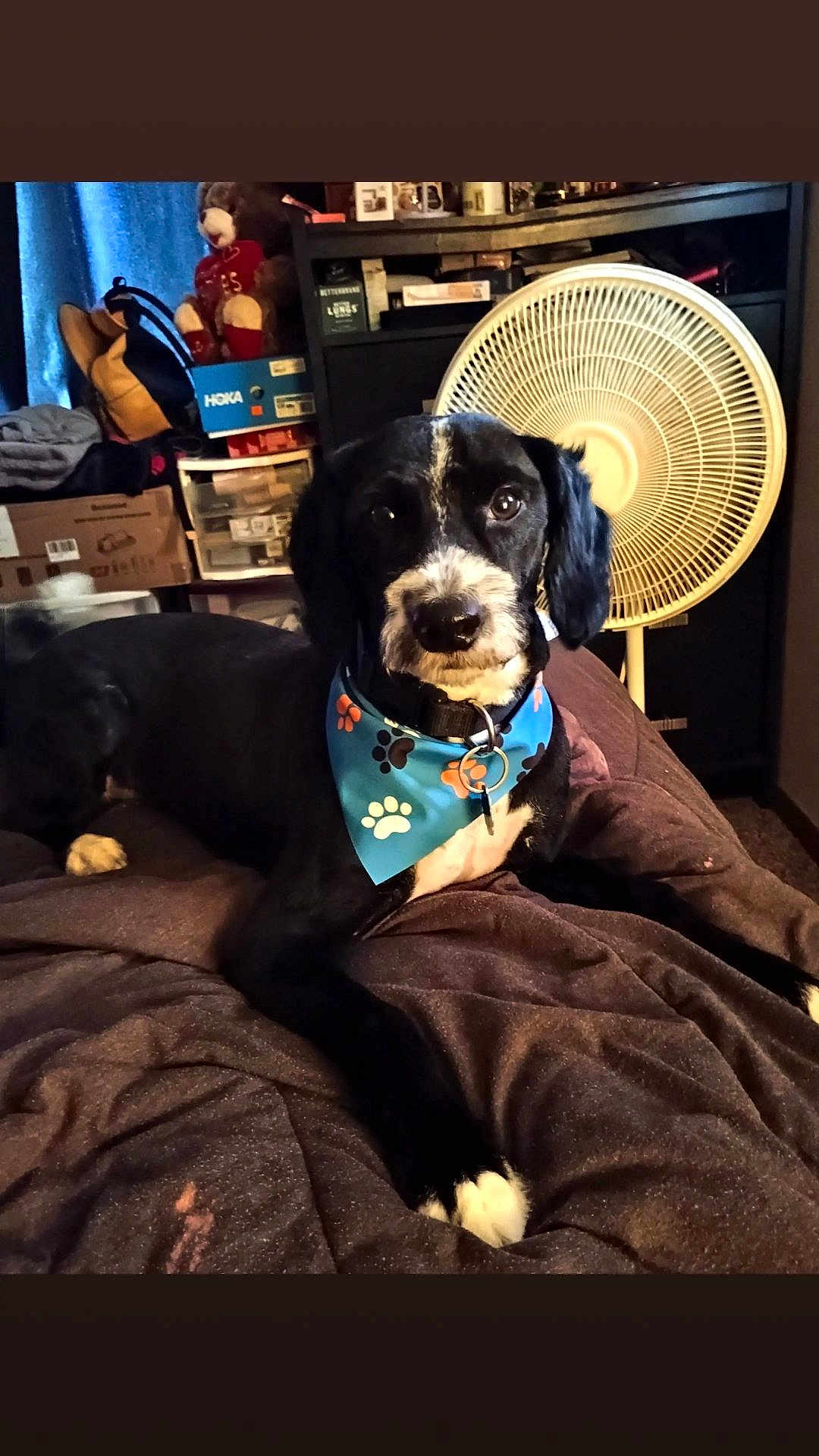 Dee is registered to the contest to win money with this photo: dog, bandana, bed, indoor, fan, shelf, black_and_white, pet, animal, cozy, relaxed, paw_prints, furniture, household_items, portrait, cute, domestic, companion, resting, canine