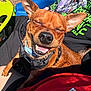 dog, brown_dog, smiling_dog, outdoor, sunlight, harness, collar, person, lap, casual_clothing, red_shirt, black_shirt, green_graphic_tshirt, blue_chair, yellow_table, happy, pet, close_up, animal, summer