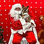 Brownie is registered to the contest to win money with this photo: santa_claus, dog, christmas, holiday, red_backdrop, polka_dots, festive, costume, beard, glasses, white_fur_trim, christmas_tree, gift_box, indoor, portrait, seated, small_dog, warm_clothing, celebration, festive_decor