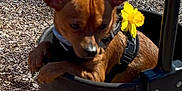 Brownie is registered to the contest to win money with this photo: dog, brown_dog, small_dog, swing, playground, flower, yellow_flower, harness, wood_chips, outdoor, park, pet, animal, puppy, sunlight, daytime, closeup, young_dog, cute, leisure