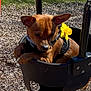 dog, brown_dog, small_dog, swing, playground, flower, yellow_flower, harness, wood_chips, outdoor, park, pet, animal, puppy, sunlight, daytime, closeup, young_dog, cute, leisure