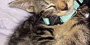 Botas is registered to the contest to win money with this photo: kitten, cat, sleeping, tabby, collar, cute, furry, pet, domestic_animal, whiskers, paw, soft, closeup, resting, adorable, animal, young, cozy, indoor, nap