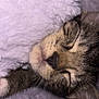 Botas is registered to the contest to win money with this photo: cat, tabby, sleeping, close_up, cozy, blanket, fur, whiskers, soft, nap, cute, pet, domestic_animal, animal, relaxation, indoor, warm, comfort, resting, feline