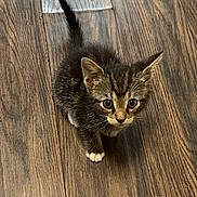 Botas joined the competition — help win amazing prizes! kitten, cat, pet, animal, feline, fur, wooden_floor, cute, small, young, curious, whiskers, tabby, indoor, domestic, playful, adorable, looking_up, tiny, paws