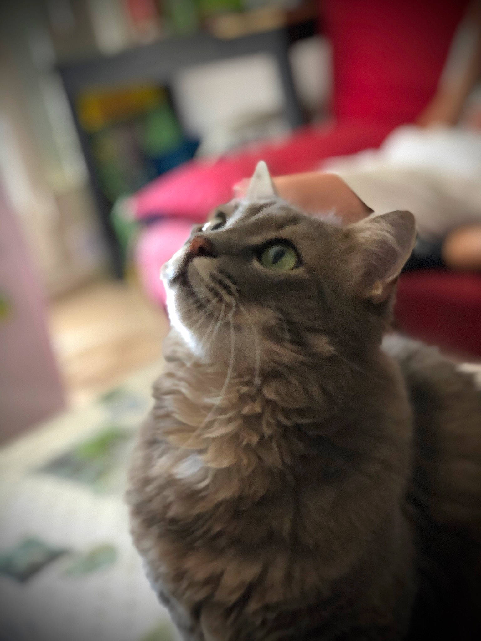 Nala participe au concours pour gagner de l'argent avec cette photo : american_shorthair, asian, british_semi_longhair, carnivore, cat, domestic_short_haired_cat, european_shorthair, fawn, felidae, fur, mammal, norwegian_forest_cat, small_to_medium_sized_cats, snout, tabby_cat, whiskers