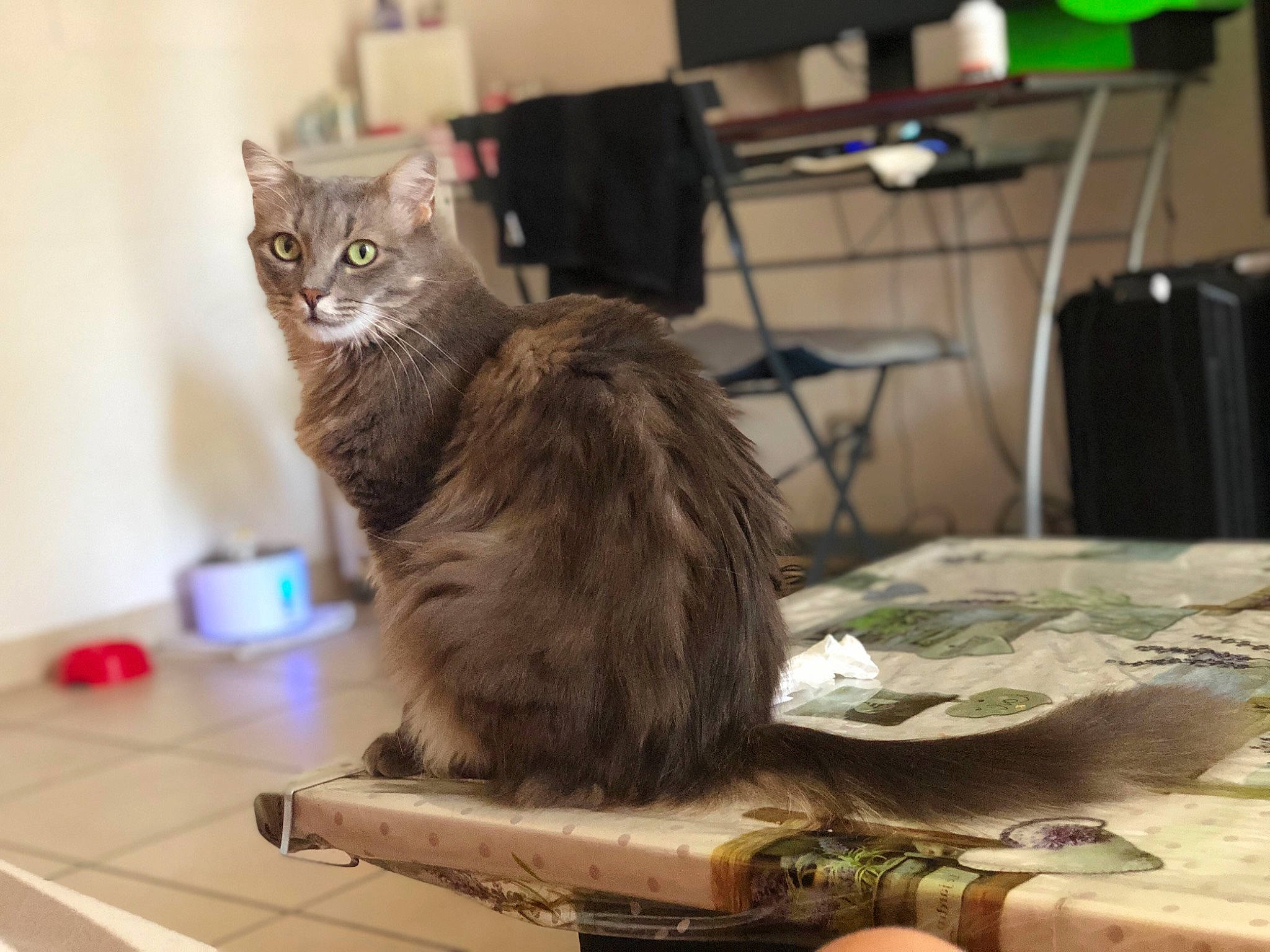 Nala participe au concours pour gagner de l'argent avec cette photo : american_curl, asian, asian_semi_longhair, british_semi_longhair, carnivore, cat, domestic_long_haired_cat, domestic_short_haired_cat, european_shorthair, felidae, kitten, maine_coon, mammal, napoleon_cat, nebelung, norwegian_forest_cat, siberian, small_to_medium_sized_cats, tabby_cat, whiskers