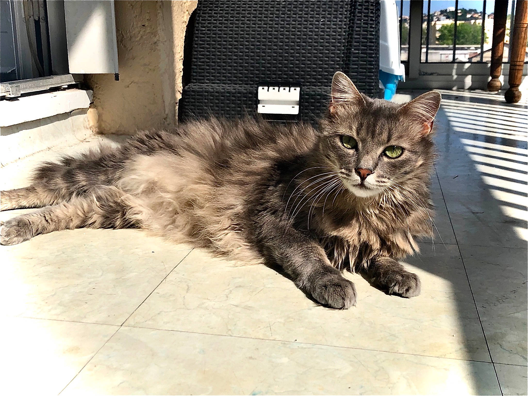 Nala a rejoint le concours — aidez-le/la à gagner de superbes lots ! american_curl, asian, asian_semi_longhair, british_semi_longhair, carnivore, cat, domestic_long_haired_cat, domestic_short_haired_cat, dragon_li, european_shorthair, felidae, fur, kitten, maine_coon, mammal, norwegian_forest_cat, siberian, small_to_medium_sized_cats, tabby_cat, whiskers