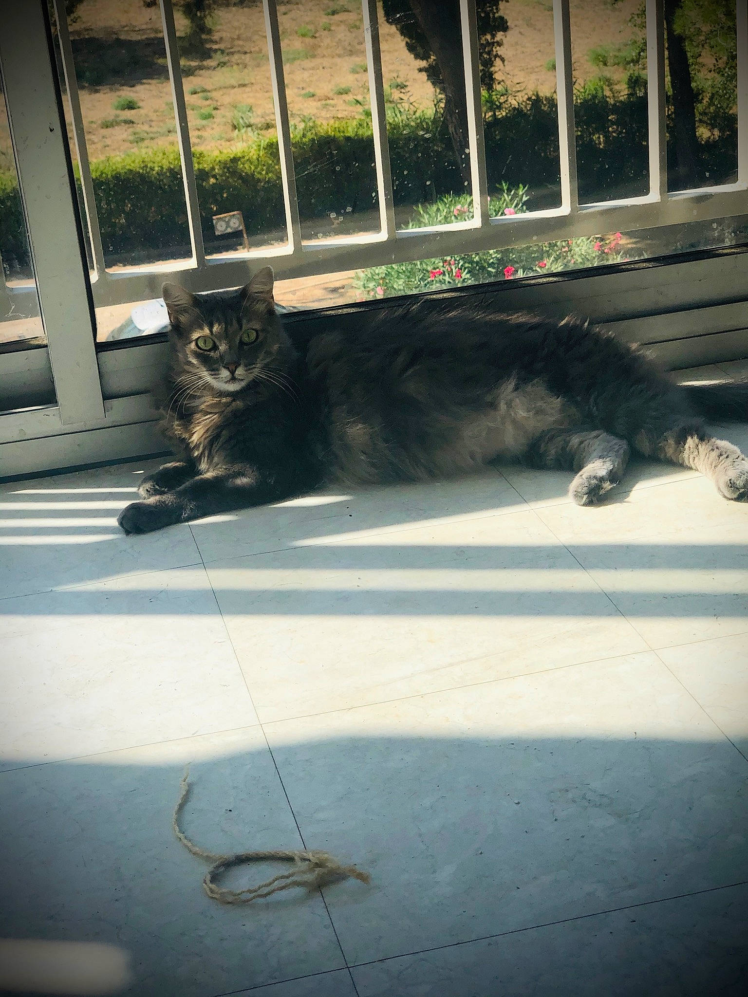 Nala a rejoint le concours — aidez-le/la à gagner de superbes lots ! canidae, carnivore, cat, felidae, floor, small_to_medium_sized_cats, snout, tail, whiskers