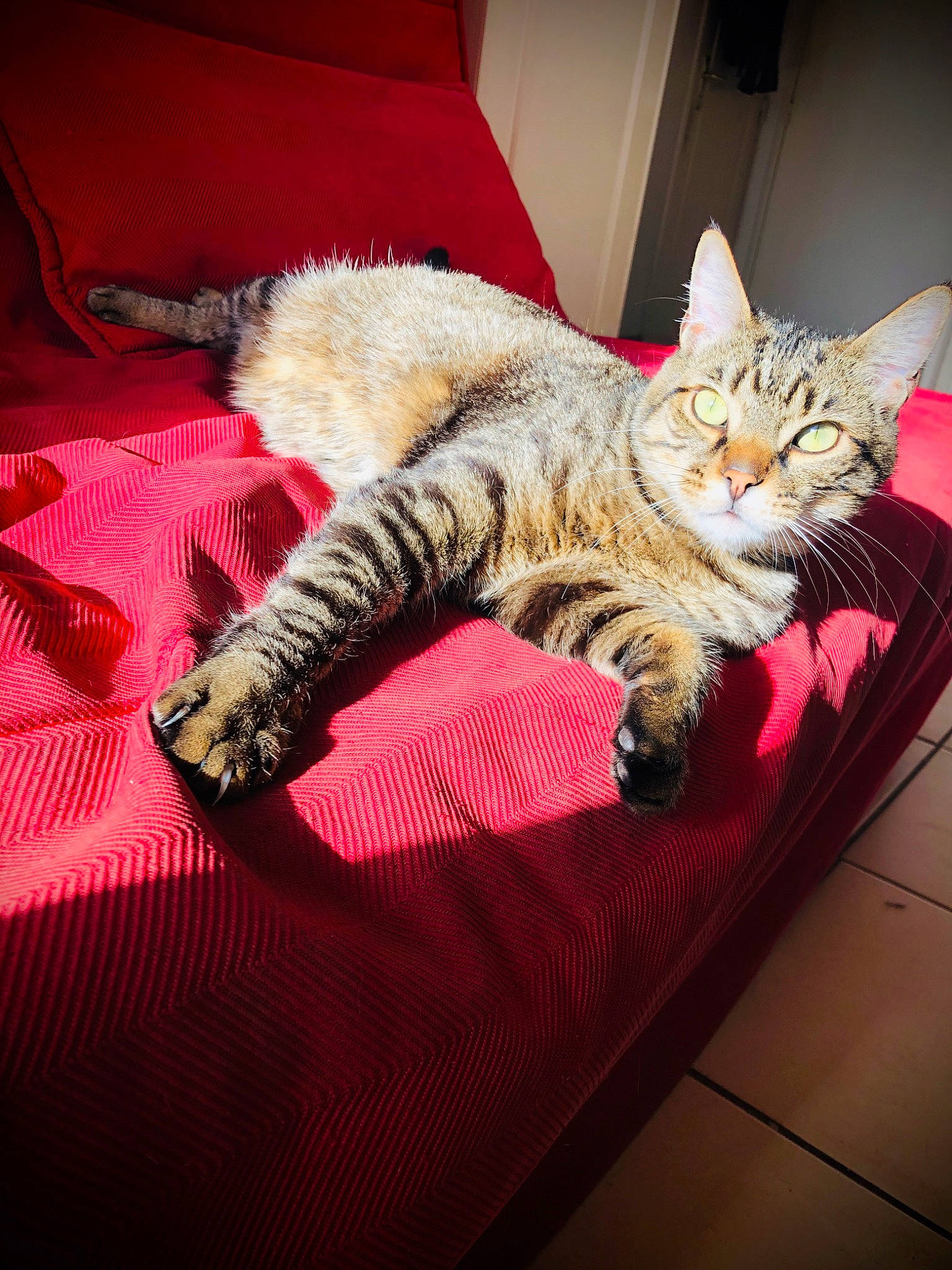 Cesar participe au concours pour gagner de l'argent avec cette photo : american_shorthair, asian, california_spangled, carnivore, cat, claw, domestic_short_haired_cat, dragon_li, european_shorthair, felidae, fur, kitten, mammal, nap, pixie_bob, sleep, small_to_medium_sized_cats, tabby_cat, toyger, whiskers