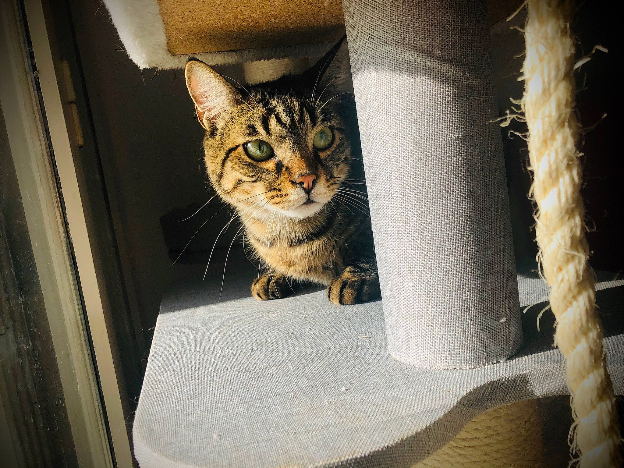 Cesar a rejoint le concours — aidez-le/la à gagner de superbes lots ! american_shorthair, asian, carnivore, cat, curtain, domestic_short_haired_cat, dragon_li, egyptian_mau, european_shorthair, eye, felidae, fur, interior_design, kitten, ocicat, pixie_bob, small_to_medium_sized_cats, tabby_cat, whiskers, window