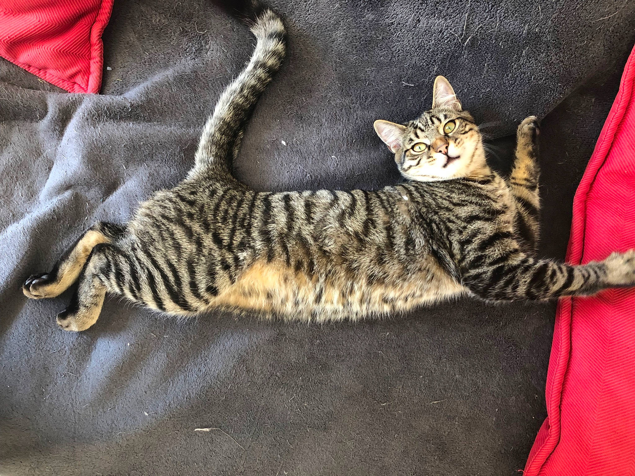 Cesar a rejoint le concours — aidez-le/la à gagner de superbes lots ! asian, bengal, california_spangled, carnivore, cat, domestic_short_haired_cat, dragon_li, egyptian_mau, european_shorthair, felidae, fur, mammal, ocicat, pixie_bob, small_to_medium_sized_cats, tabby_cat, toyger, vertebrate, whiskers, wild_cat