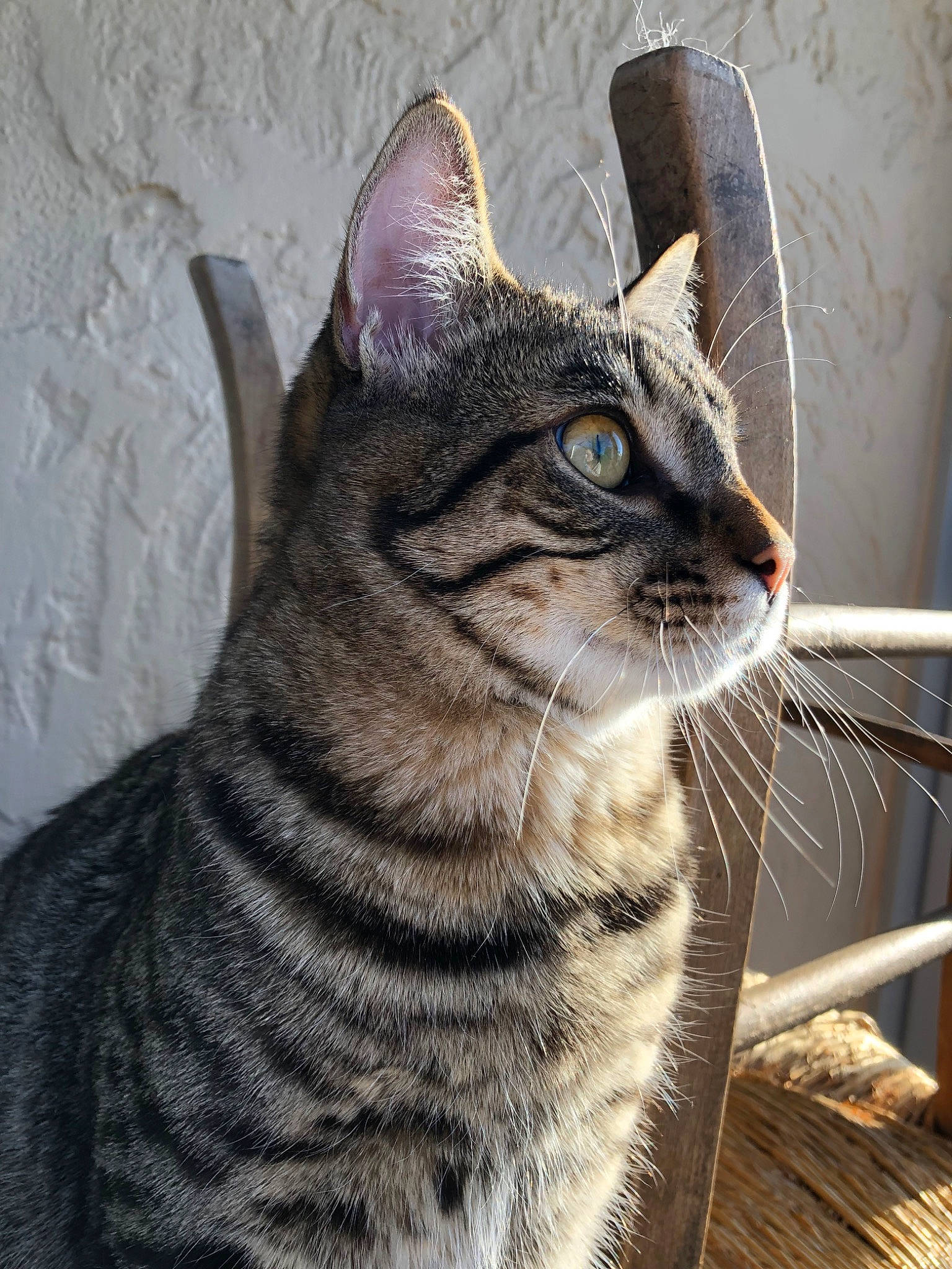 Cesar a rejoint le concours — aidez-le/la à gagner de superbes lots ! american_shorthair, american_wirehair, asian, california_spangled, carnivore, cat, domestic_short_haired_cat, dragon_li, egyptian_mau, european_shorthair, eye, felidae, mammal, ocicat, small_to_medium_sized_cats, snout, sokoke, tabby_cat, vertebrate, whiskers