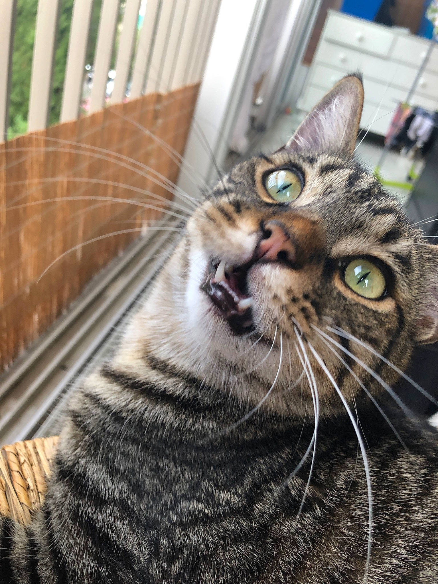 Cesar participe au concours pour gagner de l'argent avec cette photo : american_shorthair, american_wirehair, asian, carnivore, cat, close_up, domestic_short_haired_cat, dragon_li, european_shorthair, eye, felidae, fur, mammal, pixie_bob, small_to_medium_sized_cats, snapshot, snout, tabby_cat, toyger, whiskers