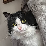 Sylvester is registered to the contest to win money with this photo: cat, black_and_white, fluffy, yellow_eyes, whiskers, pink_nose, cat_tree, feline, pet, indoor, close_up, curious, soft_texture, cozy, fur, animal, portrait, cute, alert, home