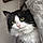 Sylvester