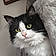 Sylvester