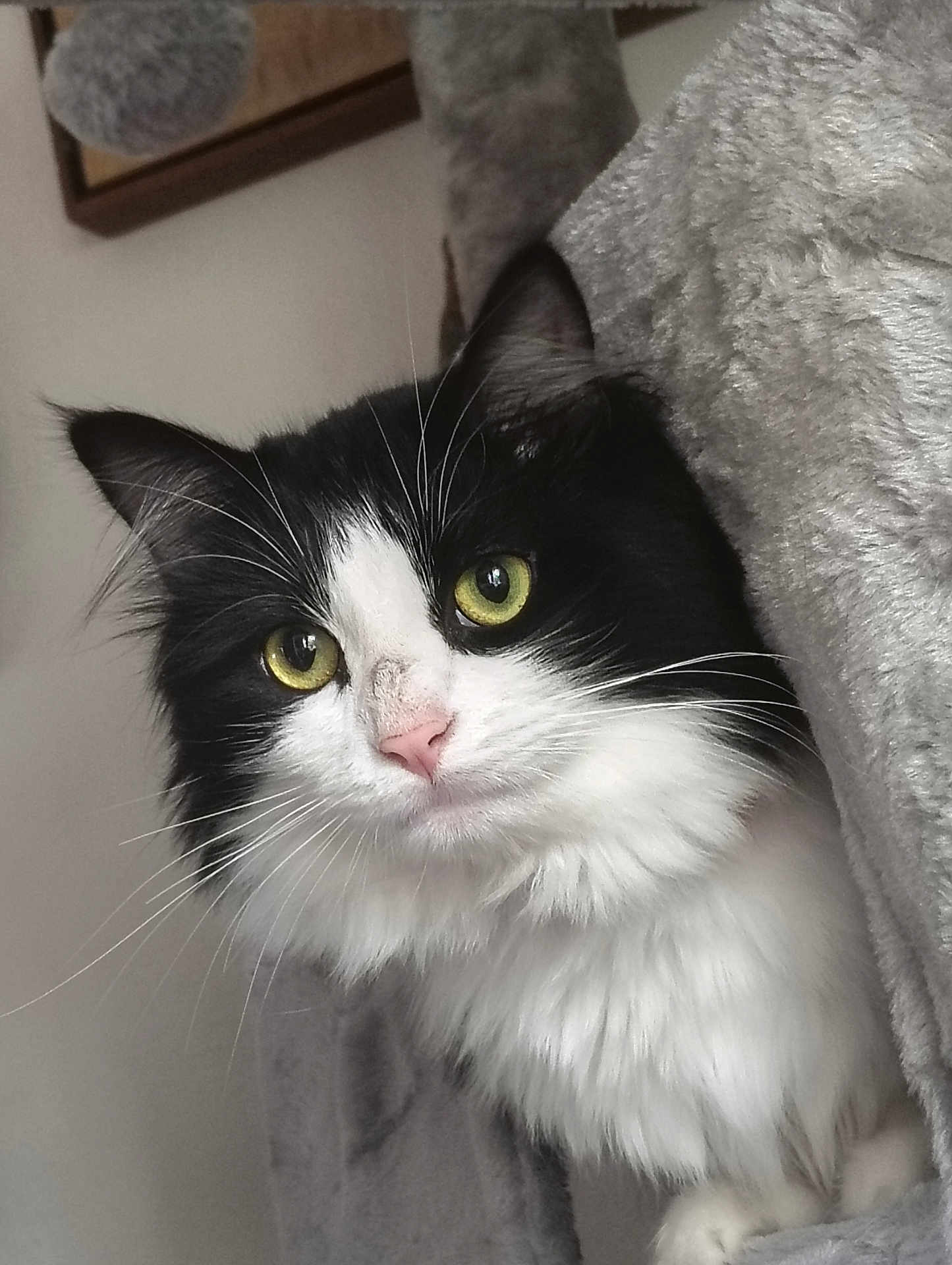 Sylvester is registered to the contest to win money with this photo: cat, black_and_white, fluffy, yellow_eyes, whiskers, pink_nose, cat_tree, feline, pet, indoor, close_up, curious, soft_texture, cozy, fur, animal, portrait, cute, alert, home
