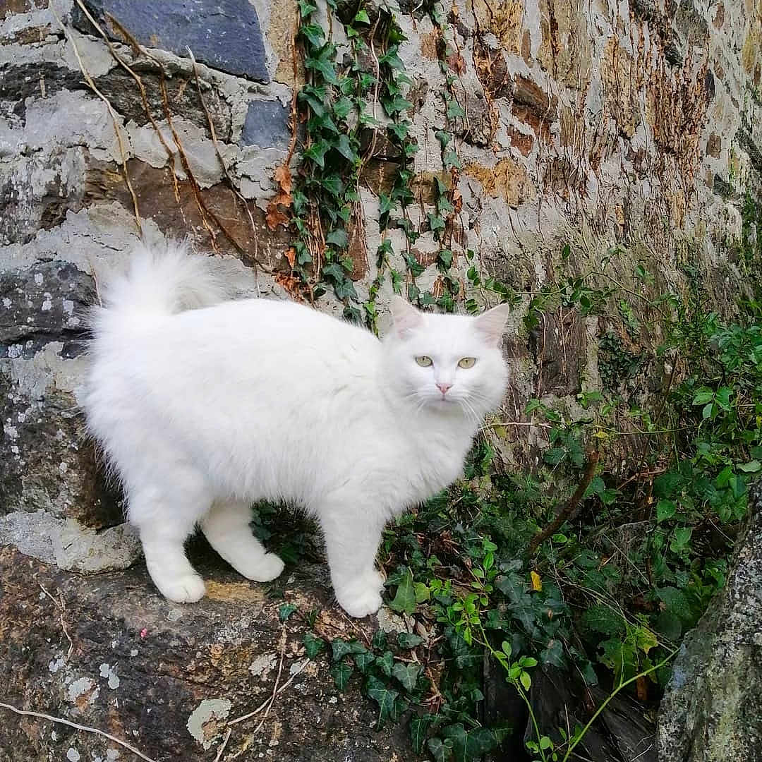 Neige
