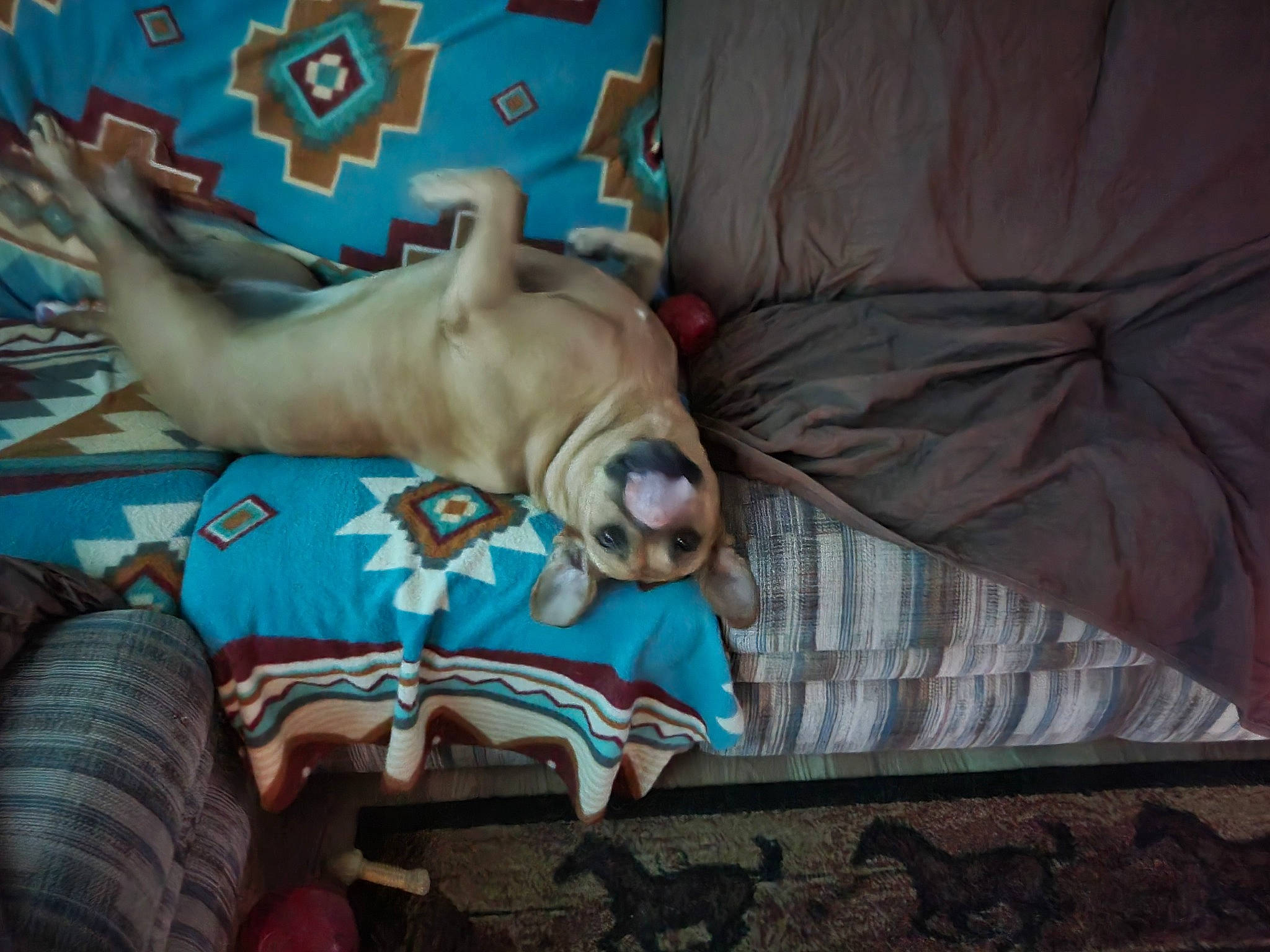 Sapphire is registered to the contest to win money with this photo: bedding, bulldog, canidae, carnivore, comfort, companion_dog, couch, dog, dog_breed, dog_supply, fawn, felidae, linens, molosser, room, snout, toy_dog, wood, working_animal, wrinkle